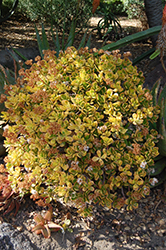 Hummel's Sunset Golden Jade Plant (Crassula ovata 'Hummel's Sunset') at Stonegate Gardens