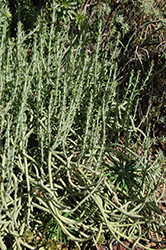 Swizzle Sticks (Senecio anteuphorbium) at A Very Successful Garden Center