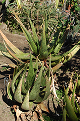 Harla Aloe (Aloe harlana) at A Very Successful Garden Center