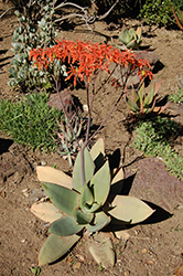 Coral Aloe (Aloe striata) at A Very Successful Garden Center
