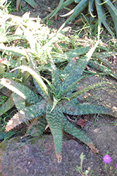 Icena (Aloe greenii) at A Very Successful Garden Center