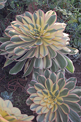 Sunburst Aeonium (Aeonium 'Sunburst') at A Very Successful Garden Center