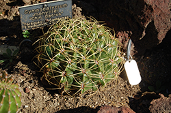 Chin Cactus (Gymnocalycium mihanovichii) at A Very Successful Garden Center