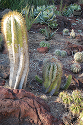 Monk's Hood Cactus (Astrophytum ornatum) at A Very Successful Garden Center