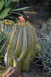 Monk's Hood Cactus (Astrophytum ornatum) at A Very Successful Garden Center