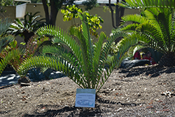 Long-leaved Cycad (Encephalartos longifolius) at A Very Successful Garden Center