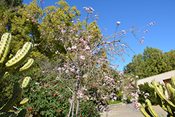 Baja Spurge (Euphorbia xantii) at Stonegate Gardens