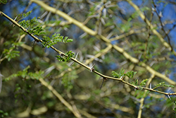 Fever Tree (Acacia xanthophloea) at A Very Successful Garden Center