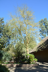 Fever Tree (Acacia xanthophloea) at A Very Successful Garden Center