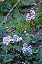 Winter Blooming Bergenia (Bergenia crassifolia) at A Very Successful Garden Center