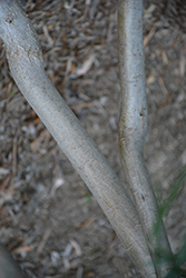 Coastal Wattle (Acacia longifolia var. sophorae) at A Very Successful Garden Center