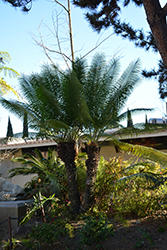 Queen Sago Palm (Cycas rumphii) at Stonegate Gardens