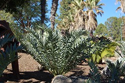 Alexandria Cycad (Encephalartos arenarius) at A Very Successful Garden Center