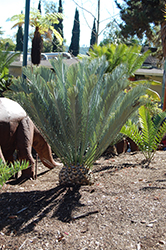 Karoo Cycad (Encephalartos lehmannii) at A Very Successful Garden Center