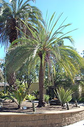 Sylvester Date Palm (Phoenix sylvestris) at A Very Successful Garden Center