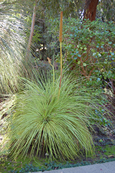 Western Australian Grass Tree (Xanthorrhoea preissii) at Stonegate Gardens