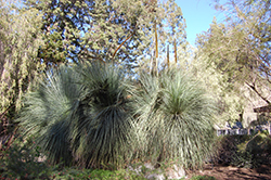 Broad Leaf Grass Tree (Xanthorrhoea arborea) at A Very Successful Garden Center