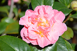 Winter's Interlude Camellia (Camellia japonica 'Winter's Interlude') at Stonegate Gardens
