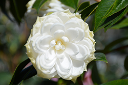 White By The Gate Camellia (Camellia japonica 'White By The Gate') at A Very Successful Garden Center
