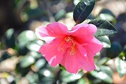 Himekoki Camellia (Camellia 'Himekoki') at Stonegate Gardens