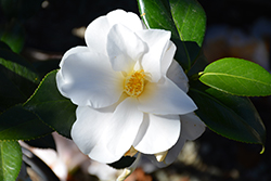 Silver Tower Camellia (Camellia japonica 'Silver Tower') at Lakeshore Garden Centres