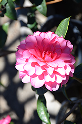 Water Lily Camellia (Camellia x williamsii 'Water Lily') at Lakeshore Garden Centres