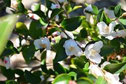 Mt. Noko Camellia (Camellia transnokoensis) at Lakeshore Garden Centres