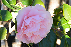 Easter Morn Camellia (Camellia japonica 'Easter Morn') at A Very Successful Garden Center