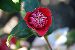Shikibu Camellia (Camellia japonica 'Shikibu') at Stonegate Gardens