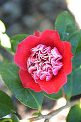 Shikibu Camellia (Camellia japonica 'Shikibu') at A Very Successful Garden Center