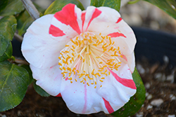 Tancho Camellia (Camellia japonica 'Tancho') at A Very Successful Garden Center