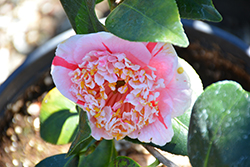 Showa-no-hikari Camellia (Camellia japonica 'Showa-no-hikari') at Stonegate Gardens