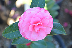 Early Wonder Camellia (Camellia japonica 'Early Autumn') at Stonegate Gardens