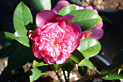 Pink Anemone-flowered Camellia (Camellia japonica 'Anemoniflora Rosea') at A Very Successful Garden Center