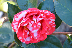 Miss Charleston Variegated Camellia (Camellia japonica 'Miss Charleston Variegated') at Lakeshore Garden Centres