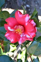 Midnight Variegated Camellia (Camellia japonica 'Midnight Variegated') at Lakeshore Garden Centres