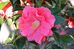 Coral Delight Camellia (Camellia x williamsii 'Coral Delight') at A Very Successful Garden Center