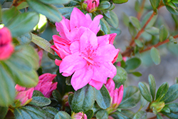 Sherwood Pink Rhododendron (Rhododendron 'Sherwood Pink') at Lakeshore Garden Centres