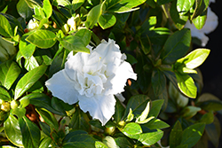 Madonna Azalea (Rhododendron 'Madonna') at A Very Successful Garden Center