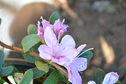 Nuccio's Lavender Silk Azalea (Rhododendron 'Nuccio's Lavender Silk') at Lakeshore Garden Centres
