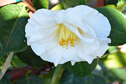 Tata Camellia (Camellia japonica 'Tata') at A Very Successful Garden Center
