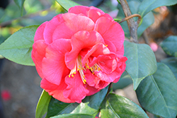 Mathotiana Supreme Camellia (Camellia japonica 'Mathotiana Supreme') at Stonegate Gardens