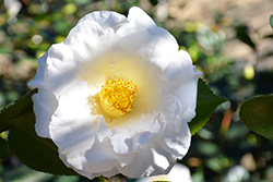 Tata Camellia (Camellia japonica 'Tata') at A Very Successful Garden Center