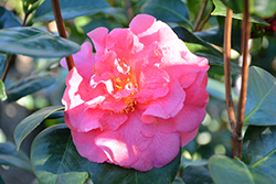 Scentsation Camellia (Camellia japonica 'Scentsation') at A Very Successful Garden Center