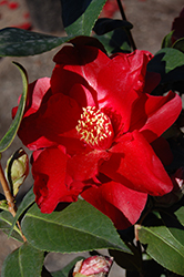 Royal Velvet Camellia (Camellia japonica 'Royal Velvet') at A Very Successful Garden Center
