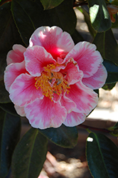 OO-LA-LA! Camellia (Camellia japonica 'OO-LA-LA!') at A Very Successful Garden Center