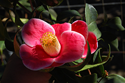 Tama-no-ura Camellia (Camellia x williamsii 'Tama-no-ura') at Lakeshore Garden Centres