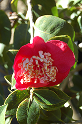 Hinomaru Camellia (Camellia japonica 'Hinomaru') at Lakeshore Garden Centres