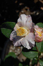 Snow Drop Cascade Camellia (Camellia 'Snow Drop Cascade') at A Very Successful Garden Center
