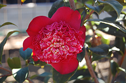 Tar Baby Camellia (Camellia japonica 'Tar Baby') at A Very Successful Garden Center